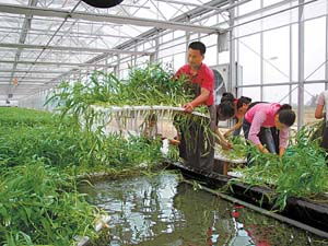 水培蔬菜营养液 无土培育成功的关键基石